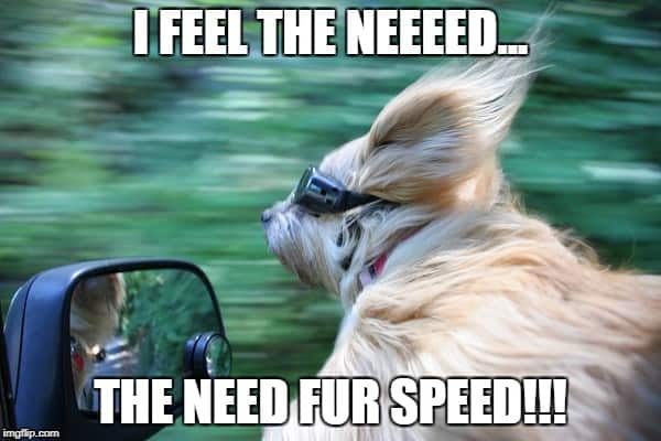 Need Fur Speed Dog Joke